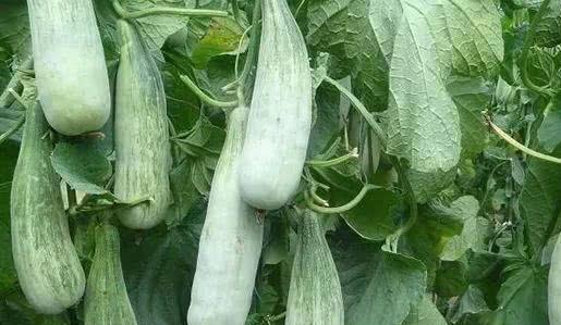 甜瓜种植大瓜吃小瓜,大瓜丰收，小瓜共享的种植智慧  第3张