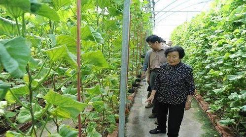 真少爷回归豪门吃瓜,豪门风云再起，吃瓜群众围观大戏  第3张