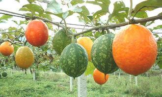 吃吊瓜的利弊,美味与健康的双刃剑  第2张