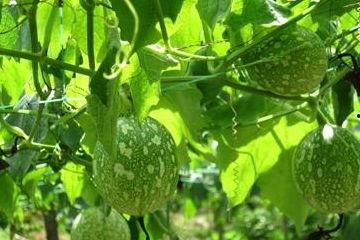 吃吊瓜的利弊,美味与健康的双刃剑  第3张