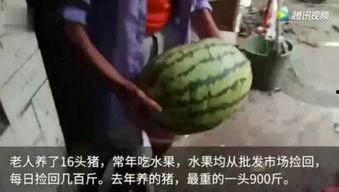 很吃瓜的视频,跟随“很吃瓜”视频，一探究竟  第3张