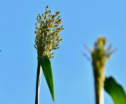 在农村吃高粱瓜,高粱瓜的独特风味与记忆  第2张