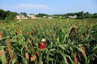 在农村吃高粱瓜,高粱瓜的独特风味与记忆  第3张