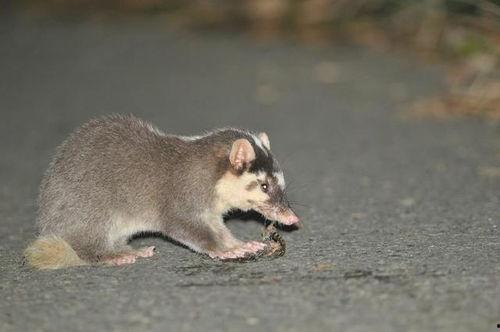 猹吃瓜图,揭秘动物界的“八卦”瞬间  第2张