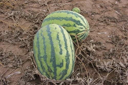 吃瓜的小木匠,揭秘民间匠人的趣味生活