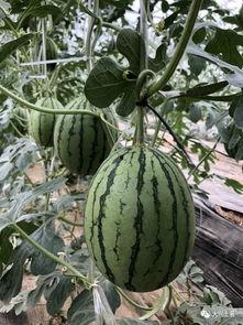 吴川网红吃瓜,揭秘网络红人的真实一面  第3张