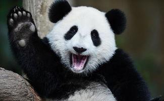 panda吃瓜群众,揭秘动物界的“八卦”达人  第2张
