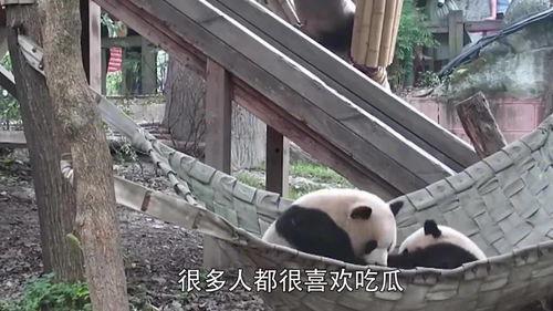 panda吃瓜群众,揭秘动物界的“八卦”达人  第3张