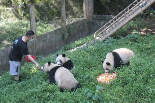 重庆熊猫吃瓜,趣味横生的萌态瞬间  第2张