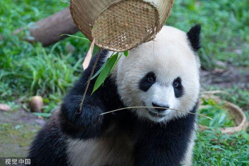 重庆熊猫吃瓜,趣味横生的萌态瞬间  第3张