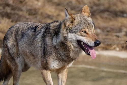 孤狼吃瓜,揭秘娱乐圈背后的秘密与真相  第3张