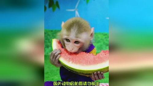 给小猴子吃瓜,欢乐时光里的甜蜜滋味  第2张