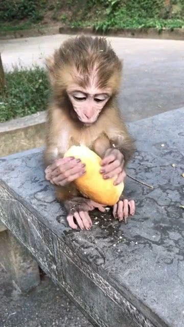 给小猴子吃瓜,欢乐时光里的甜蜜滋味  第3张