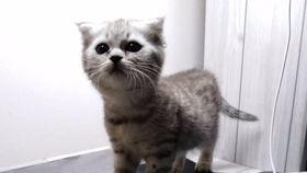 吃瓜慵懒喵,揭秘网络红人的悠闲生活  第2张