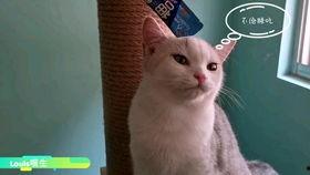 吃瓜慵懒喵,揭秘网络红人的悠闲生活  第3张