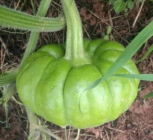 大理吃姜柄瓜,姜柄瓜的独特风味体验  第3张