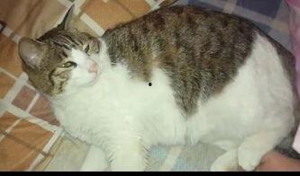 吃瓜地猫,揭秘娱乐圈背后的那些事儿