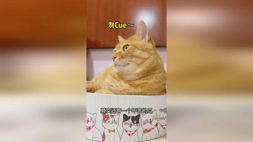 吃瓜地猫,揭秘娱乐圈背后的那些事儿  第2张