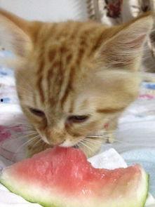 吃瓜地猫,揭秘娱乐圈背后的那些事儿  第3张