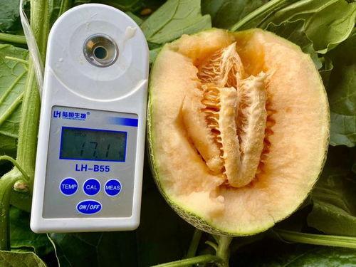 在朝堂上吃瓜全集,揭秘吃瓜群众的朝堂大戏  第2张