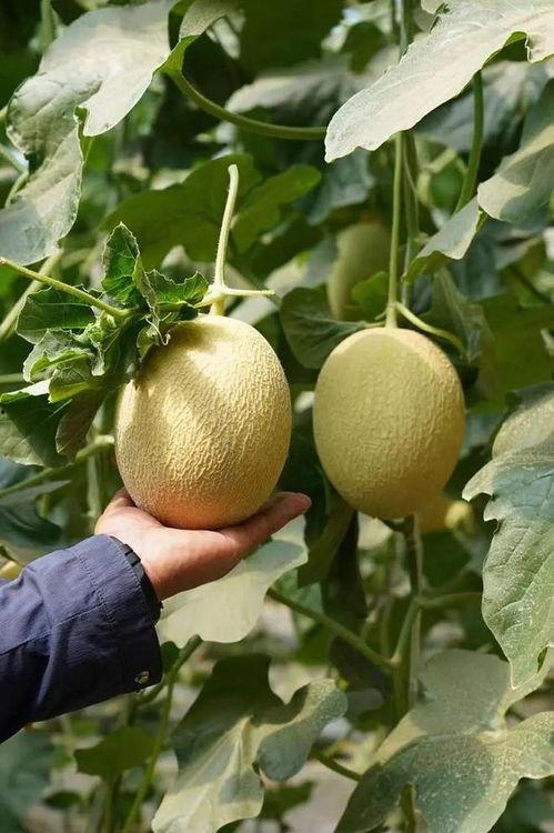 在朝堂上吃瓜全集,揭秘吃瓜群众的朝堂大戏  第3张