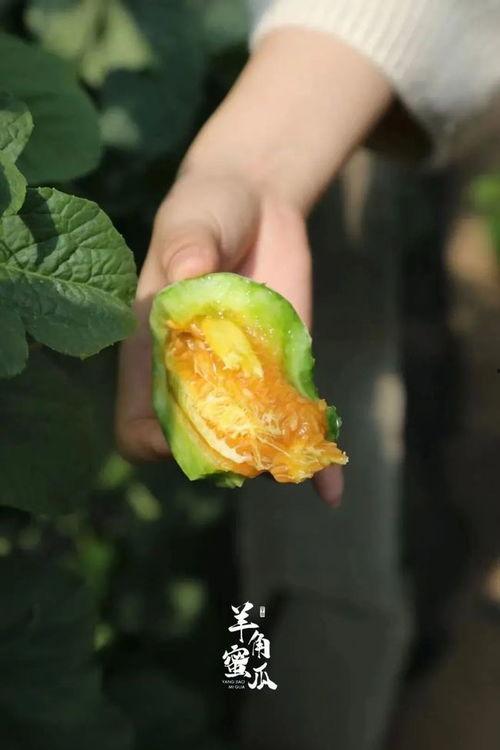 发烧吃羊角瓜好吗,发烧期间食用羊角瓜的适宜性探讨  第2张