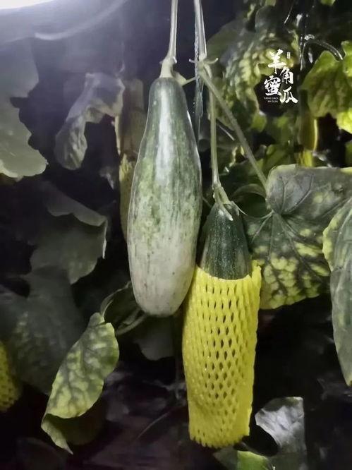 发烧吃羊角瓜好吗,发烧期间食用羊角瓜的适宜性探讨  第3张