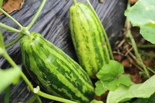 吃瓜吃撑什么意思,揭秘网络热议背后的真相与反思  第2张