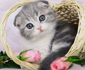 小猫吃麻瓜好吗,揭秘猫咪饮食之谜