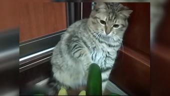 小猫吃麻瓜好吗,揭秘猫咪饮食之谜  第2张