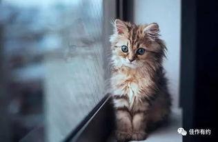 小猫吃麻瓜好吗,揭秘猫咪饮食之谜  第3张