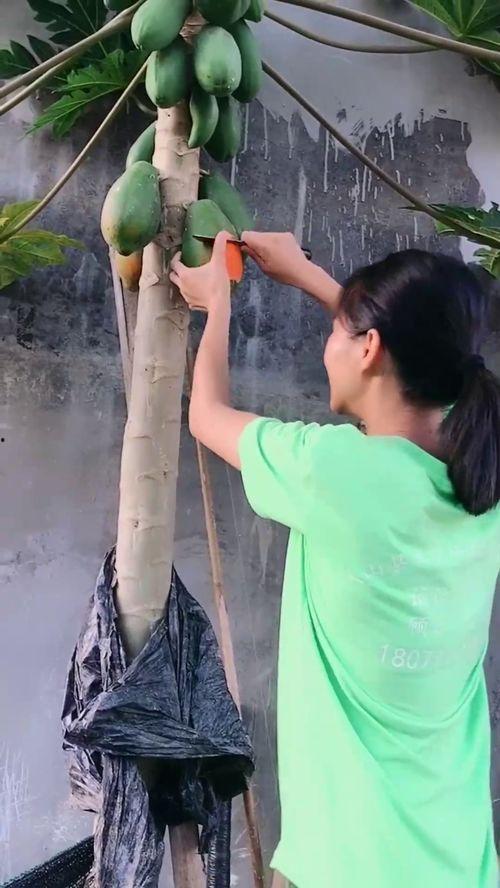 站在树上吃瓜  第2张