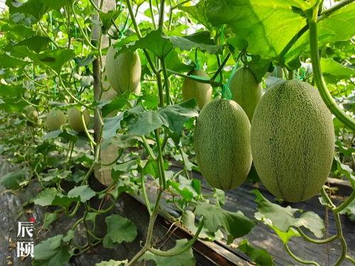 站在树上吃瓜  第3张