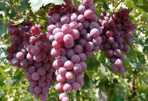 吃瓜不吐葡萄皮,揭秘瓜界那些不为人知的秘密  第3张