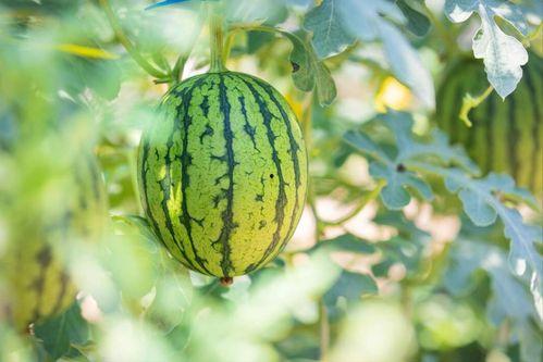 毕节职院吃瓜,揭秘校园热点背后的真相  第3张