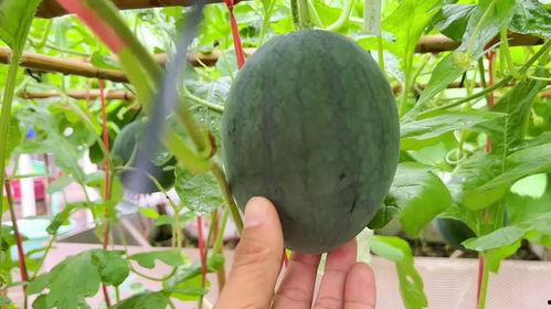 炸瓜都能怎么吃,探索炸瓜的多种吃法  第3张