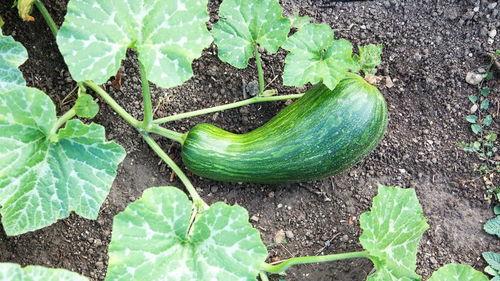 吃中药能吃瓠瓜,瓠瓜与中药同食的奇妙功效  第2张