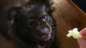 吃瓜狗子,揭秘娱乐圈背后的真实故事