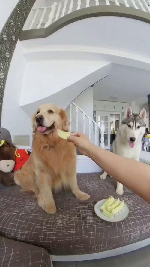 吃瓜狗子,揭秘娱乐圈背后的真实故事  第2张