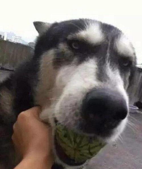 吃瓜狗子,揭秘娱乐圈背后的真实故事  第3张