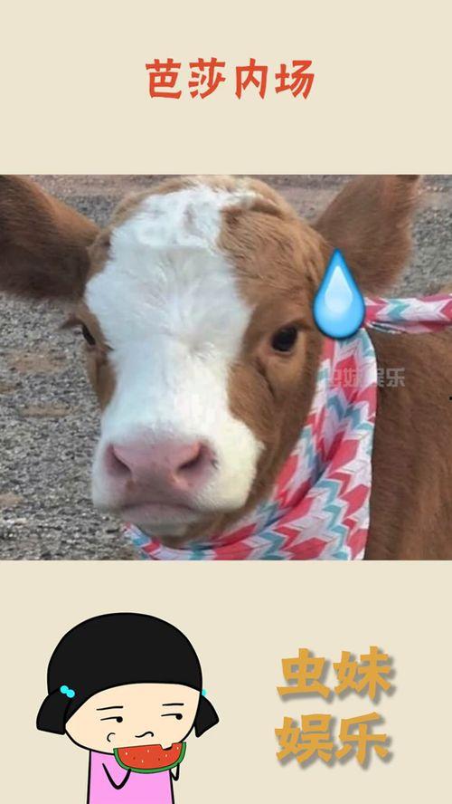 抖音吃瓜比赛  第3张