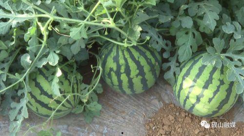 吃瓜户,揭秘吃瓜户背后的娱乐江湖  第2张