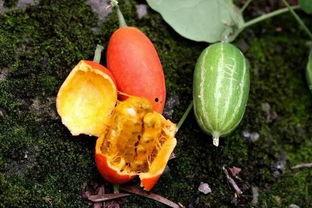 蜜宝王瓜怎么吃,美味多汁，轻松享用的健康佳品  第3张