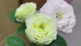 紫兔子吃瓜,瓜界奇谈  第2张