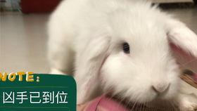 紫兔子吃瓜,瓜界奇谈  第3张