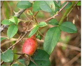 小梦子吃瓜,揭秘娱乐圈那些不为人知的幕后故事