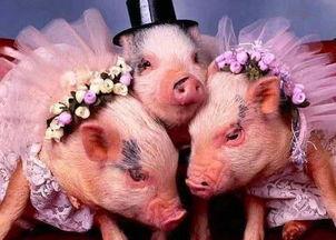 半个猪吃瓜视频,揭秘半个猪吃瓜背后的惊人真相！