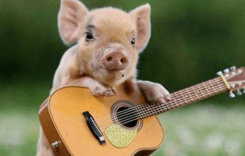 半个猪吃瓜视频,揭秘半个猪吃瓜背后的惊人真相！  第2张