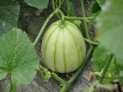 亭林雪瓜吃口怎样,口感细腻，回味无穷的夏日佳品