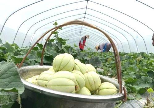 亭林雪瓜吃口怎样,口感细腻，回味无穷的夏日佳品  第2张